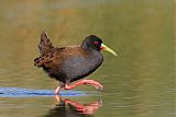 Plumbeous Rail